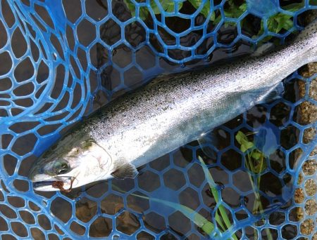 たくさん釣って大物もキャッチ ～高島の泉～